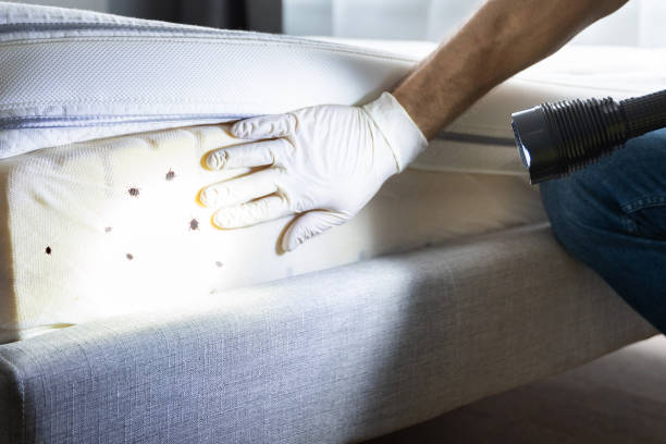 Wasp Removal Services in Helemano, HI