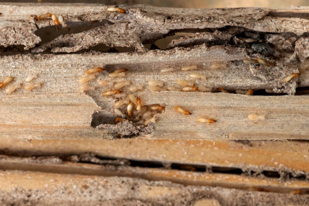 Professional Pest Control in Helemano, HI